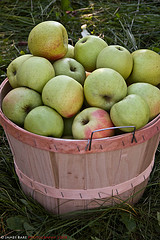 3009332580_0ba7bf5150_m Golden Delicious Apples